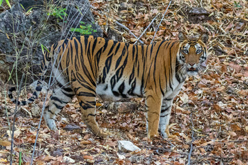 Bandhavgarh National Park, India - Bengal Tiger (Panthera tigris tigris)