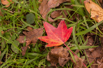 Autumnal leaves on the ground - red in the center