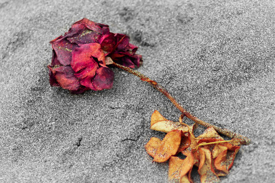 Flor muerta en la arena