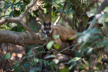 Naklejka na ściany i meble Brown striped tufted capuchin monkey,Pantanal,Brazil