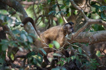 Brown striped tufted capuchin monkey,Pantanal,Brazil