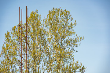 Long construction stud on a tree background