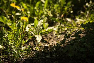 Yellow dandelion in contrasting light