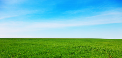 Green meadow with blue sky