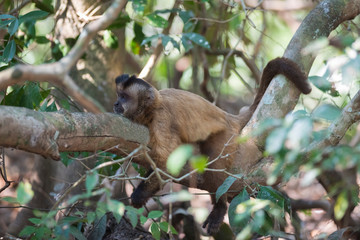 Brown striped tufted capuchin monkey,Pantanal,Brazil