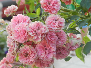 blooming pink roses