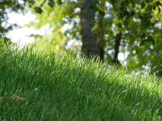 grass with water drops