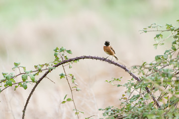 Stonechat (Saxicola torquata) on bramble