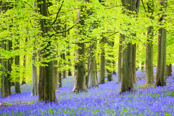single white bluebell in a beech tree forest