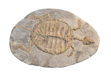 Fossil of a turtle isolated on white.