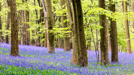 Bluebell carpet in a beech tree forest