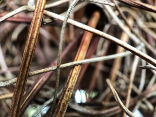 closeup of pine needles