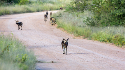 Naklejka premium Small group of African wild dog moving on gravel road in Kruger National park, South Africa ; Specie Lycaon pictus family of Canidae