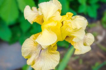 Fototapeta premium Iris flowers with blue petals closeup