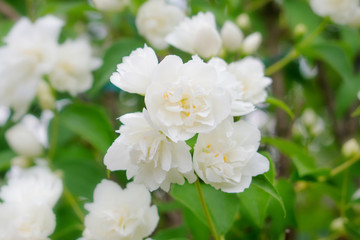 beautiful jasmine flowers on green background close up