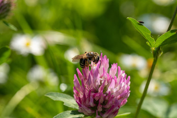 Biene auf einer Kleeblüte