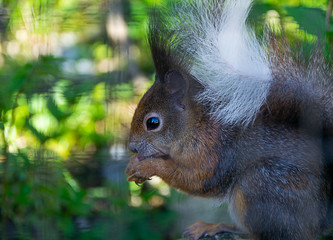 Ein Eichhörnchen sitzt hinter einem Zaun da und frisst Nüsse © Milan
