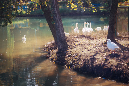 Beautiful lake with white geese. Nature, clean air.