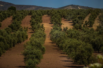 Andalusia