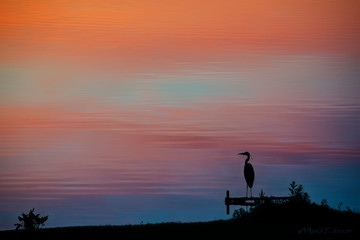 Silhouette of Heron at Sunset at Lake