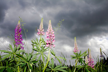 Blooming lupine flower close up against the background of a field and forest and a stormy dramatic sky.