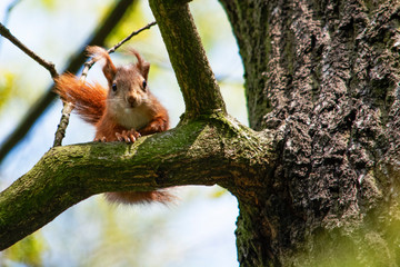 mała wieiórka na drzewie © Dariusz Grochal 