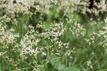 Flowers of snow-white wood-rush plants, Luzula nivea.