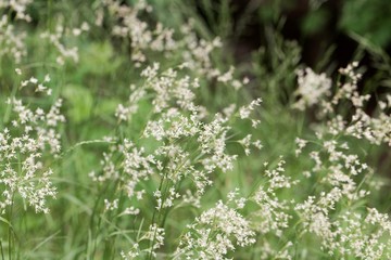 Flowers of snow-white wood-rush plants, Luzula nivea.