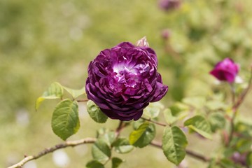 Flower of a Belle de Crecy rose