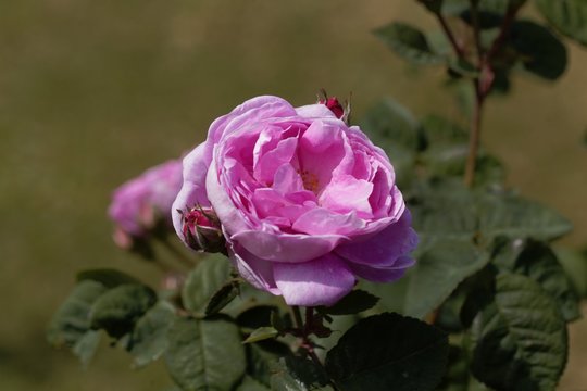 Flower of a Duchesse de Berry rose