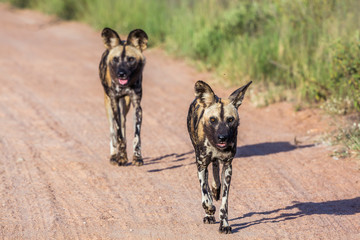Two African wild dog running on gravel road in Kruger National park, South Africa ; Specie Lycaon pictus family of Canidae