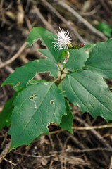 カシワバハグマ