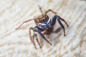jumping spider macro photography