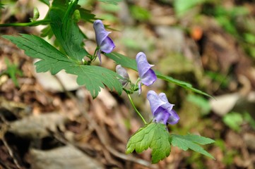 ヤマトリカブト