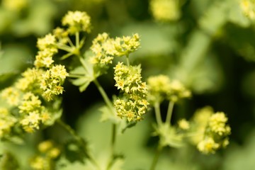 Lady's-mantle flowers, Alchemilla epipsila.