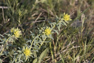 Flowers of the Euphorbia seguieriana