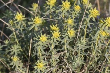 Flowers of the Euphorbia seguieriana