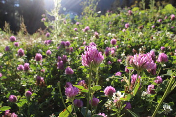 Obraz premium flowers in the garden