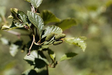 Green fruits of a green alder, Alnus viridis