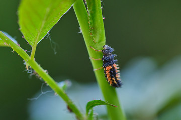 macro of ladybug larva on a green rose branch