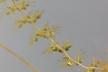 Under water leaves with bladder-like traps of a greater bladderwort , Utricularia vulgaris