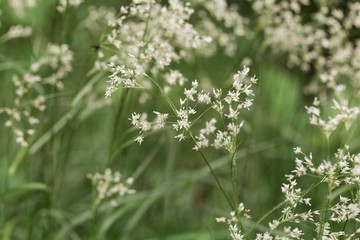 Flowers of snow-white wood-rush plants, Luzula nivea.