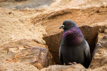 Portrait of a pigeon nesting in a hole in an old stone wall