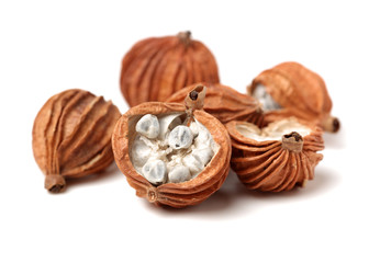 Dried Herbs, Latin name: Amomum villosum Lour. Chinese name: Xiang Sha Ren and known as Cocklebur-like Amomum Fruit, Fructus Amomi, Villous Amomum Fruit , Chinese herb medicinal on white background
