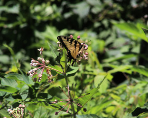 Butterfly Garden