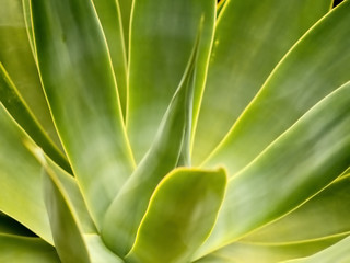 A  Aloe plant leaves as texture or background,