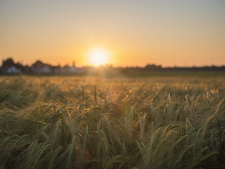 Golden sunset with cornfield an small village 