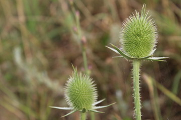 thistle in field