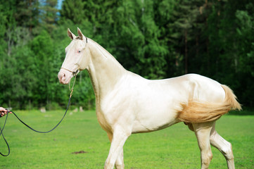 Naklejka na ściany i meble purebred Akhalteke creamello stallion in green grass field. spring season