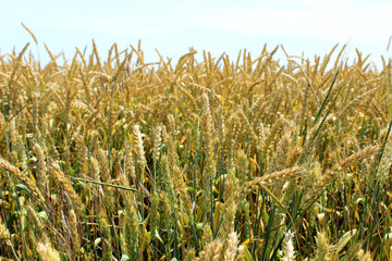 Sunny wheat field is ready for harvesting